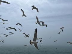 -海驴岛(荣成市)
