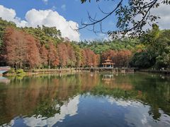 -深圳仙湖植物园