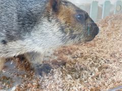 -怪兽屋·羊驼·猫咖·狗咖(俊华广场店)