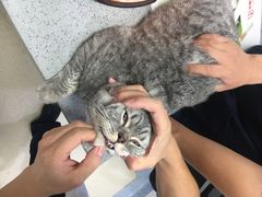 -萌兽医馆·绝育·24小时内科·宠物医院(德胜店)