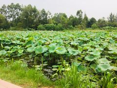 -白鹭湾湿地公园