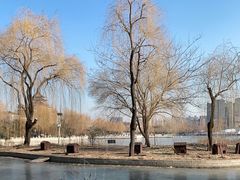 -莲花池公园