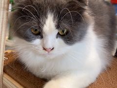 -飞行喵MR PILOT|猫舍·猫咖(静安大融城店)