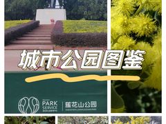 -莲花山公园