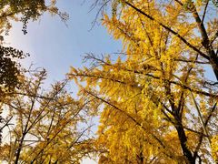 -三里屯东五街银杏大道