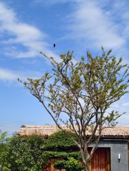 -浣花黉台酒店-宴会厅