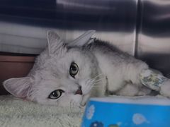 -纳吉亚猫专科动物诊疗中心(蒋宅口分院)
