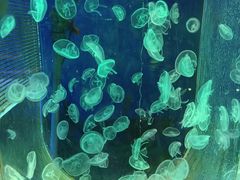 -太奥幻太奇海洋馆
