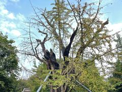 -上海佘山国家森林公园天马山园