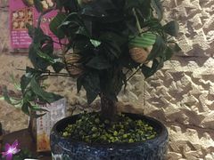 -云来居素食馆(南山店)