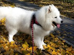 -宠福鑫康馨动物医院·骨科·眼科
