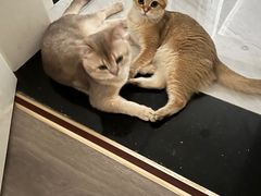 -伟伟宠物医院·瑞派猫友好医院·猫科(光谷店)