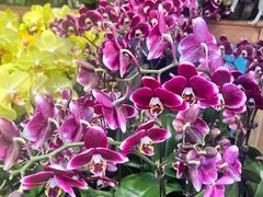 -双季花艺园艺市场(浦东店)