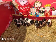 -无锡动物园·太湖欢乐园