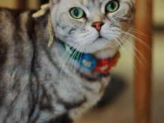 -平行世界·猫咖(首经贸店)