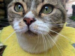 -喵屿·大理花园猫咖