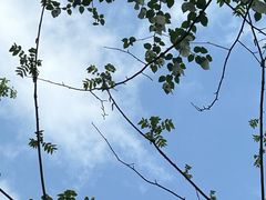 -素山寺森林公园