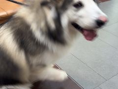 -联合动物医院(光谷诊疗中心)