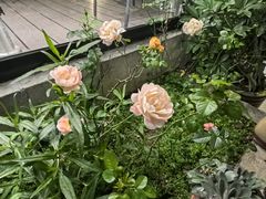 -蘇河湾·新鲁菜·泰山宴(泰山店)