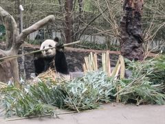 -都江堰中华大熊猫苑