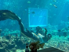 -海棠湾洲际-涛·海底餐厅·美人鱼·自助餐·海底隧道