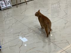 -派特宠物医院(圆融广场店)