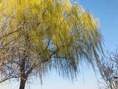 -石家庄市植物园