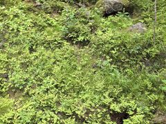-汤旺河林海奇石景区