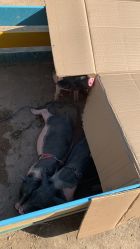 -上美四季动物农场