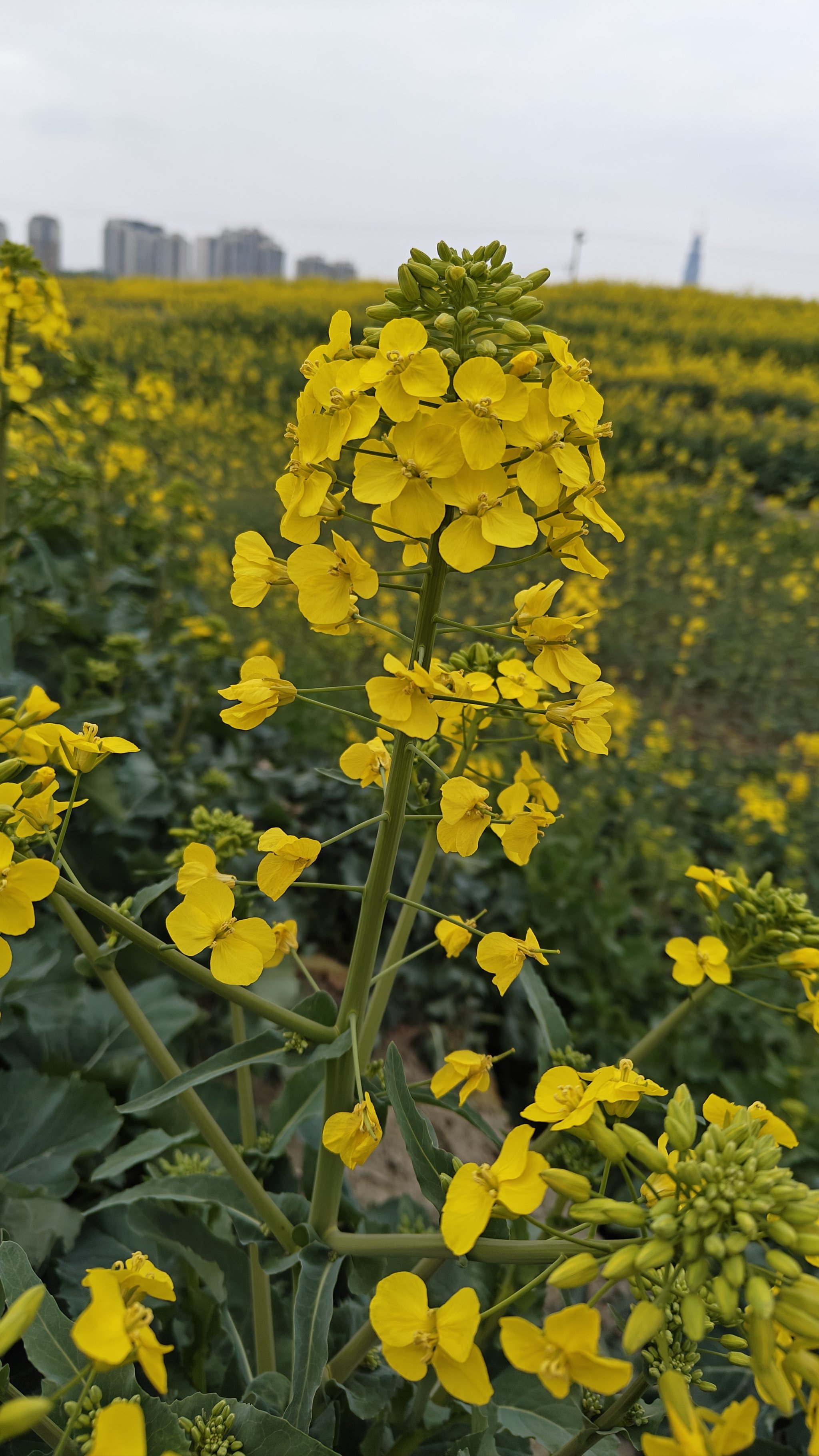 油菜花壁纸竖屏图片