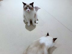 -藏猫猫咖啡主题馆(中央大道店)
