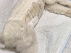 -特一安24小时宠物医院·骨科·中兽医