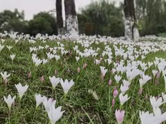-眉山湿地公园(东坡区)