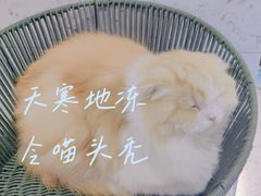 -喵园·猫主题咖啡厅·撸猫·猫咖(国贸店)