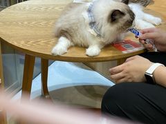 -藏猫猫咖啡主题馆(中央大道店)