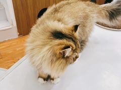 -COLOR PETS 撸猫馆·购猫·猫咖(长风大悦城店)