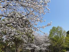 -武汉大学-樱园