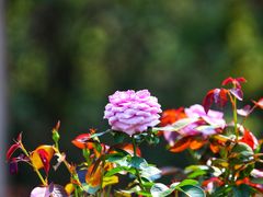 -深圳国际园林花卉博览园