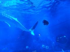 -烟台海昌鲸鲨海洋公园