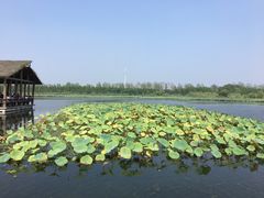 -溱湖国家湿地公园