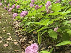 -上海吴淞炮台湾国家湿地公园