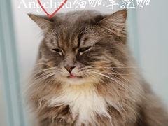 -安格丽娜·狗咖·猫咖羊驼咖(春熙路百盛商场店)