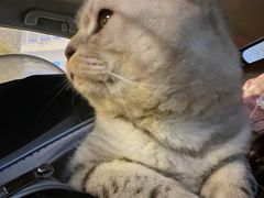 -伟伟宠物医院·瑞派猫友好医院·猫科(光谷店)