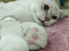 -动物缘宠物医院·骨科·猫科(西二环店)