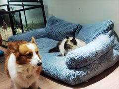 -有猫主题·治愈系猫咖(曾厝垵店)