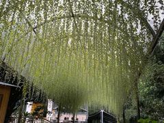 -张鸟园农家乐(张鸟园店)