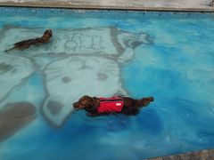 -汪说喵讲宠物乐园宠物酒店(红星美凯龙店)