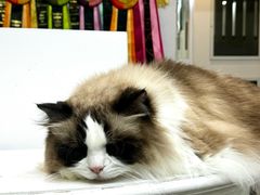 -青奢宠物·青奢猫舍