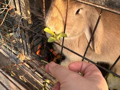 -小鱼草莓采摘园农家乐·小鱼餐厅