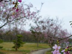 -天适樱花悠乐园